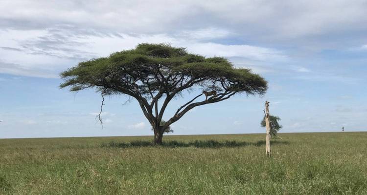 Einzelner Akazienbaum in der Savanne.