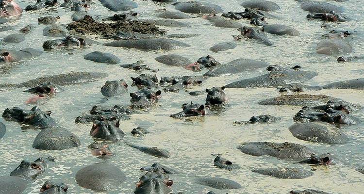Zahlreiche Flusspferde drängten sich im Wasser.