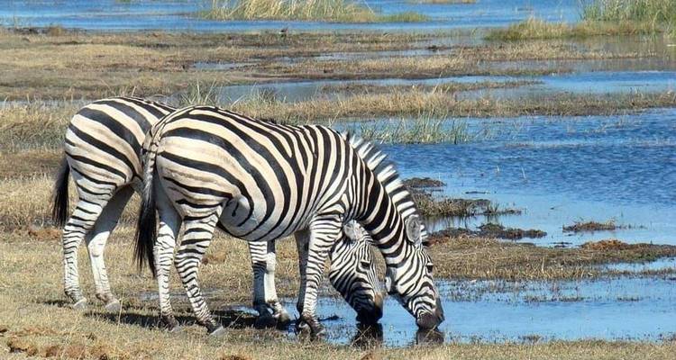 Zebras, die aus einem Gewässer trinken.