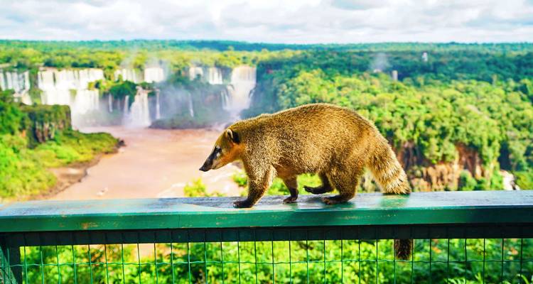 Ein neugieriger Nasenbär läuft entlang eines grünen Geländers mit Blick auf den üppigen Regenwald und die donnernden Iguazu-Wasserfälle im Hintergrund.