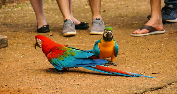 Leuchtend bunte Aras stehen auf einem Erdweg in der Nähe der Füße von Zuschauern in Freizeitschuhen und Sandalen.