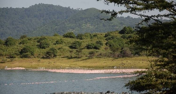 Flamingos am Ufer eines Sees mit üppigen Hügeln.