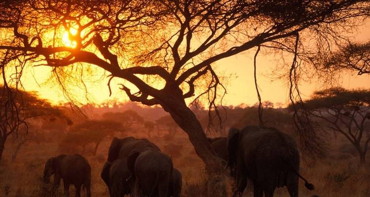 Elefanten als Silhouetten vor einem Sonnenuntergang.