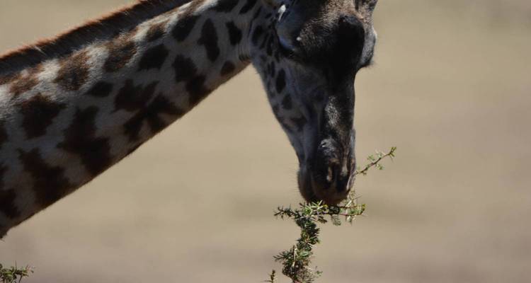 Gros plan d'une girafe mangeant des feuilles d'une branche.