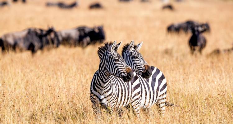 Safari de lujo en Kenia 7 días - Turban Adventures 4