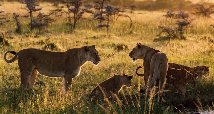 Safari de lujo en Kenia 7 días - Turban Adventures 5