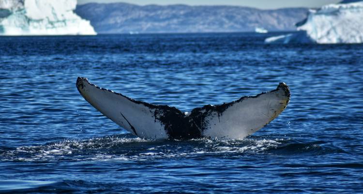 De Islandia a Groenlandia: Glaciares, Fiordos y Sol de Medianoche - journaway 7