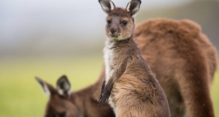 Roadtrip en Australie du Sud : Great Ocean Road & Golden Hours (7 destinations) - journaway 9