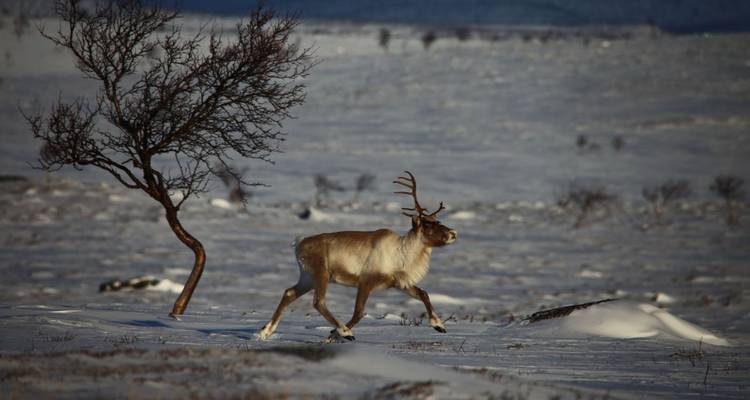 Largeur blanche, accueil chaleureux - DIAMIR Erlebnisreisen 8