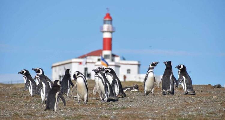 Une colonie de manchots de Magellan se tient sur un terrain rocheux avec un phare rouge et blanc derrière eux.