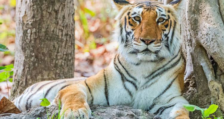 Luxury India Tiger & Wildlife Safari Tour - Golden Triangle India Tours 1