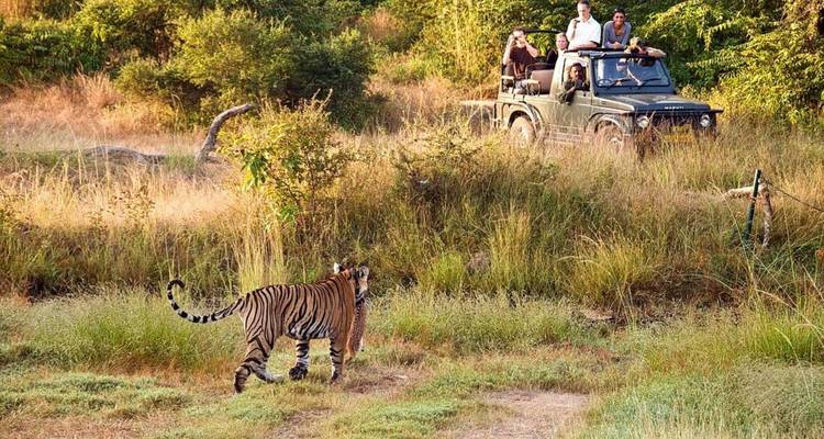 Luxury India Tiger & Wildlife Safari Tour - Golden Triangle India Tours 3