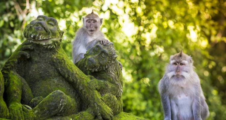 7 jours Bali Natural & Cultural (guide privé et chauffeur）) - UME Travel Co. Ltd 8