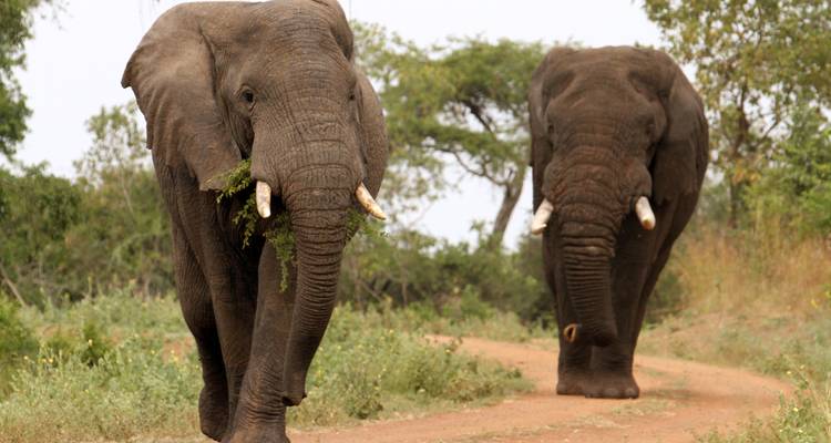 1 Day Akagera National Park Game Drive - Rwanda Eco Company and Safaris  3