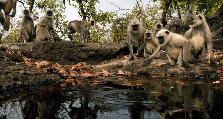 Eine Gruppe von Langur-Affen in der Nähe einer Wasserquelle in einem Wald.