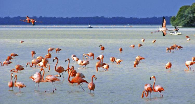 A flock of flamingos standing and flying over a shallow lake.