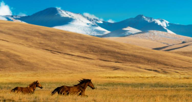Two wild horses gallop across a golden steppe with snow-dusted mountains rising in the distance.