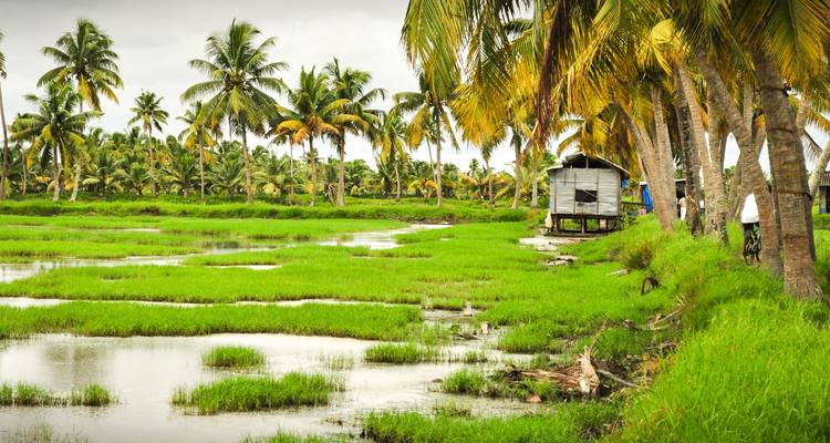 Weelderig groen landschap met palmbomen en een kleine hut naast waterpartijen.