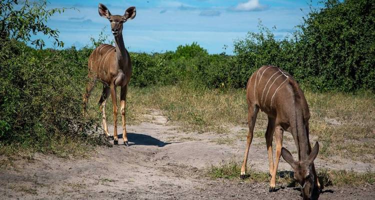 Explorador de 4 días Zambia-Livingstone - STM Tours LLC 3