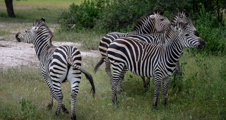 Explorador de 4 días Zambia-Livingstone - STM Tours LLC 4