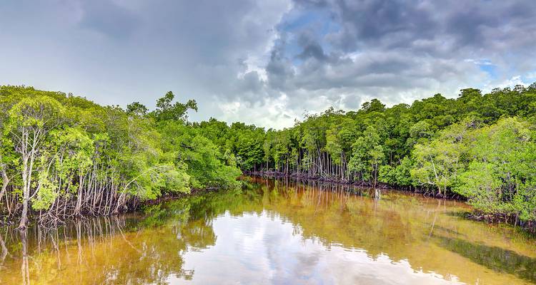 Tranquila laguna de manglares con agua ámbar inmóvil que refleja el denso follaje verde bajo un cielo nublado.
