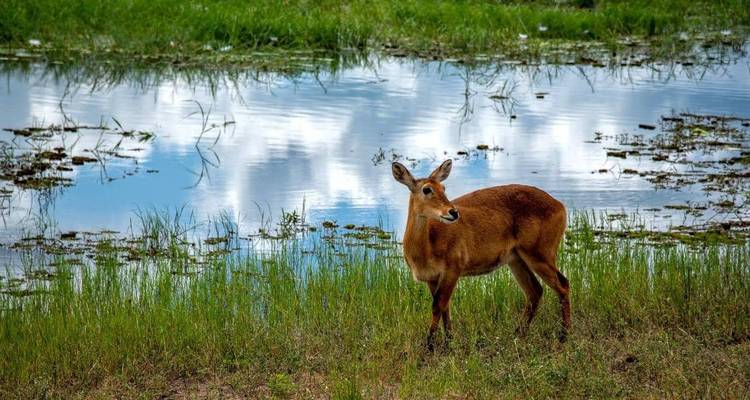 7 Días en Zambia Incluidas Cataratas Victoria, Día en Chobe, Pueblo de Mukuni y Ciudad de Livingstone - STM Tours LLC 2