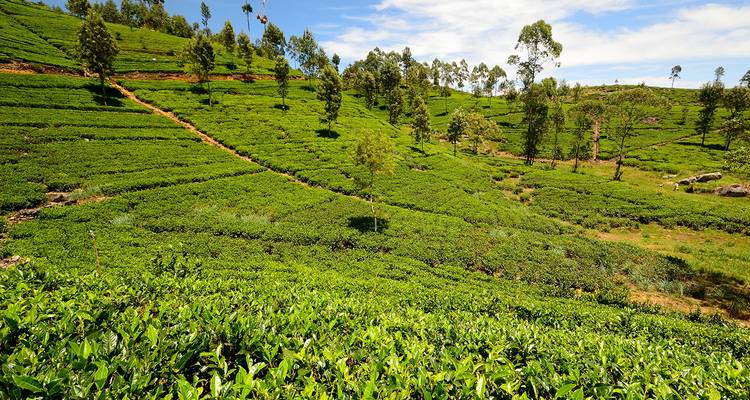 Explorador Esencial de Sri Lanka - 13 días - On The Go Tours 7