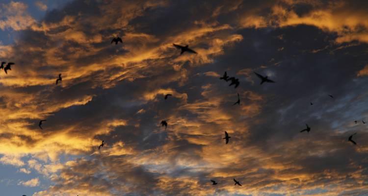 Silhouettes of birds gliding beneath dramatic orange and blue evening clouds
