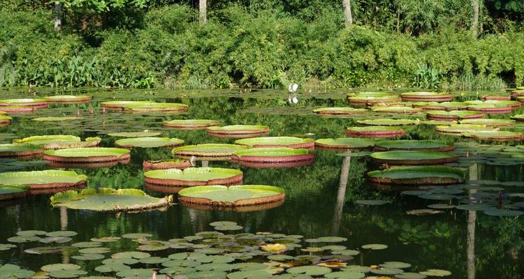 Pond filled with giant Amazonian water lilies surrounded by lush green vegetation
