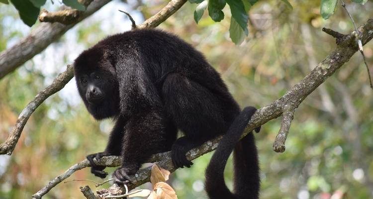 Mexico, Belize & Guatemala: Discover the Last Secrets of the Maya - 19 Days - Oasis Travel 6