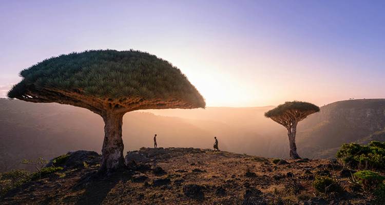 Dos viajeros se encuentran en una meseta rocosa junto a icónicos árboles de sangre de dragón con un cielo naranja dramático detrás de ellos.