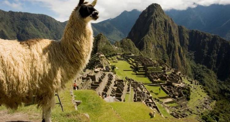 Vue emblématique des ruines du Machu Picchu encadrées par un lama debout au premier plan et des pics imposants à l'arrière-plan.