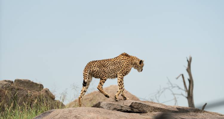 La Gran Migración - Un Safari Definitivo - African Travel 4
