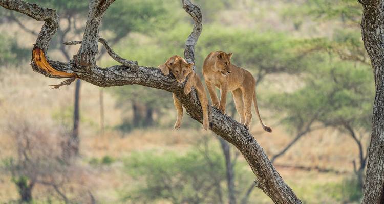 La Gran Migración - Un Safari Definitivo - African Travel 7