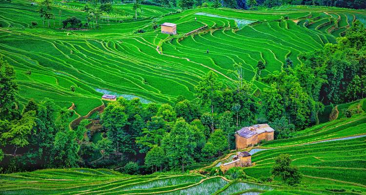 Les terrasses de riz d'un vert luxuriant dévalent les collines ondulantes parsemées de petites cabanes rustiques.