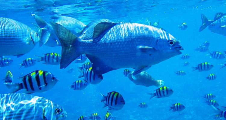 Des bancs de poissons rayés et argentés nagent dans une eau bleue tropicale cristalline.