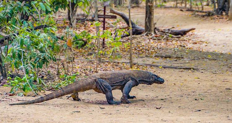 Un dragon de Komodo traverse une clairière forestière sèche parsemée de feuilles mortes.