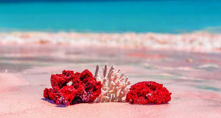 Des fragments de corail rouge et blanc reposent sur du sable rose doux avec une mer turquoise floue au-delà.