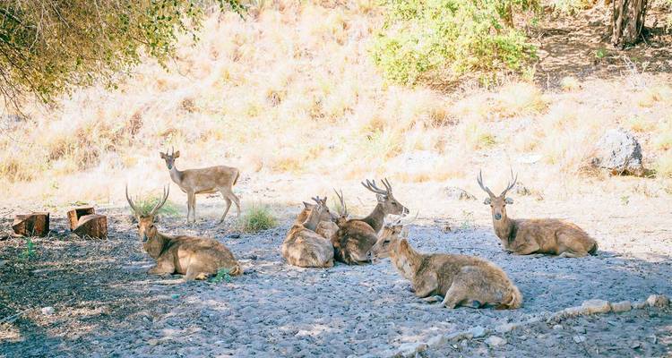 Un groupe de cerfs aux bois veloutés se repose sur une clairière pierreuse sous une forêt clairsemée et aride.
