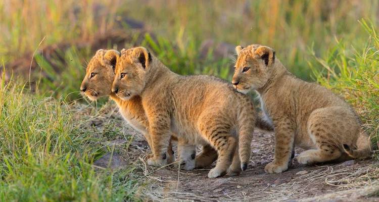 SAFARI DE 3 JOURS À MOMBASA POUR DÉCOUVRIR LE MEILLEUR DE TSAVO OUEST ET DE TSAVO EST - Bencia Africa Adventure and Safaris 3