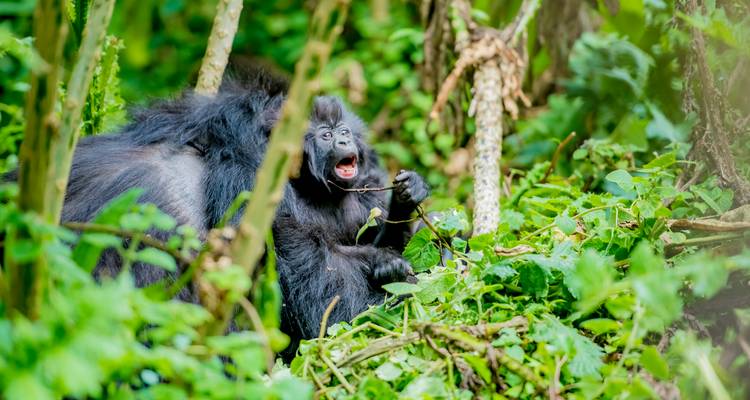 3 Days 2 Nights Golden Monkey & Uganda Gorilla Trekking Safari - Rwanda Eco Company and Safaris  3