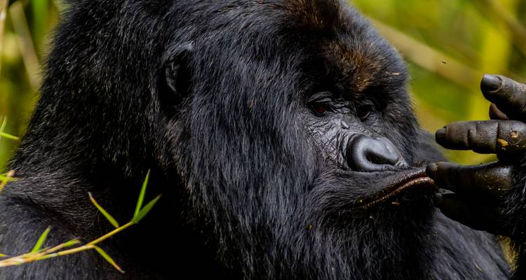 3 Days 2 Nights Golden Monkey & Uganda Gorilla Trekking Safari - Rwanda Eco Company and Safaris  4