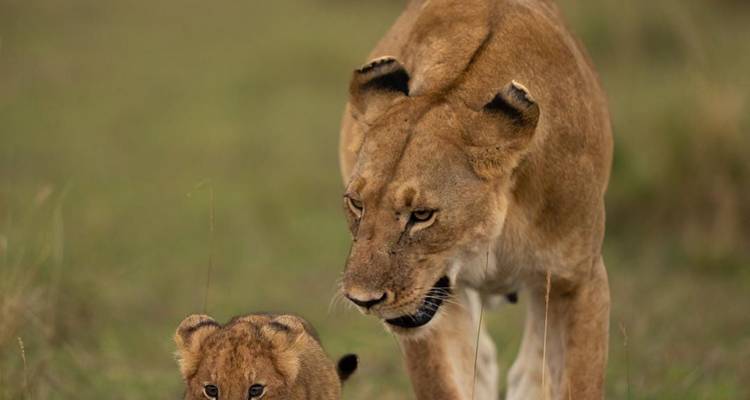 Excursión a la ciudad - Bencia Africa Adventure and Safaris 1