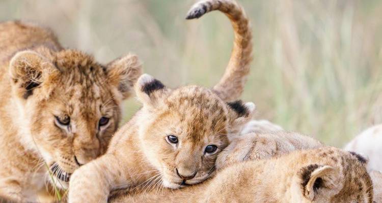 Excursión a la ciudad - Bencia Africa Adventure and Safaris 2