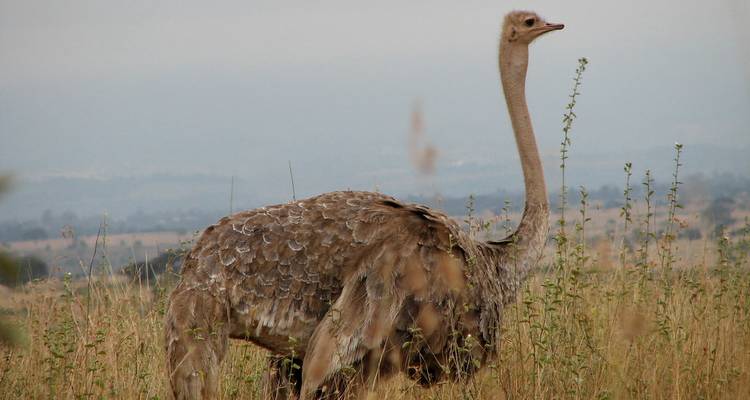 Excursión a la ciudad - Bencia Africa Adventure and Safaris 4