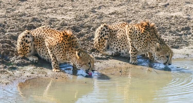 Safari de 4 jours dans le Kruger au départ du Cap - Africa Moja Tours & Transfers 1