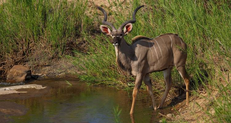 Safari de 4 jours dans le Kruger au départ du Cap - Africa Moja Tours & Transfers 2