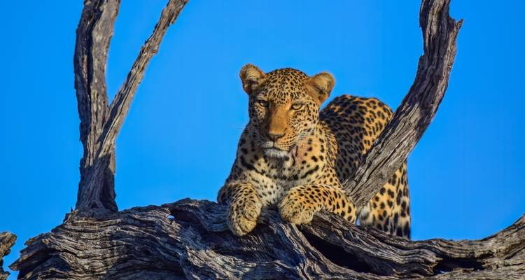 Safari de 4 jours dans le Kruger au départ du Cap - Africa Moja Tours & Transfers 3
