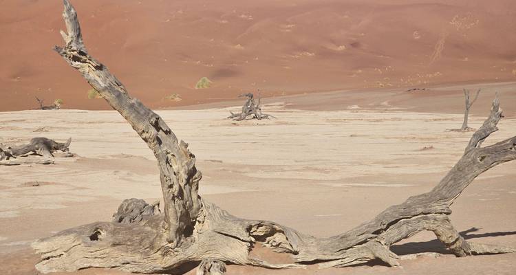 Wüstenszene mit verdorrtem Baum in einer weiten sandigen Landschaft.