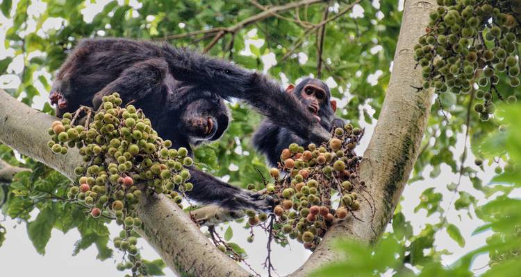 7-Day Rwanda Chimpanzee and Uganda Gorilla Trek - Rwanda Eco Company and Safaris  1